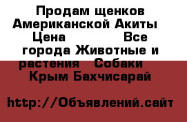 Продам щенков Американской Акиты › Цена ­ 25 000 - Все города Животные и растения » Собаки   . Крым,Бахчисарай